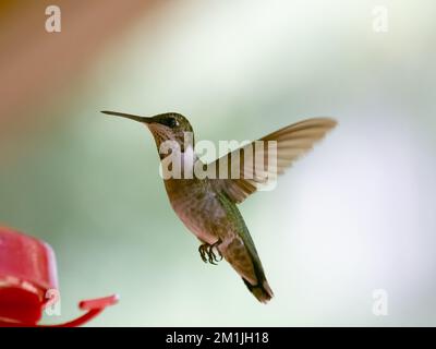 Primo piano un maschio immaturo di Hummingbird, tirato a rovescio, che si trova vicino a un alimentatore rosso. Fotografato con una profondità di campo bassa al Kleb Woods state Park Foto Stock