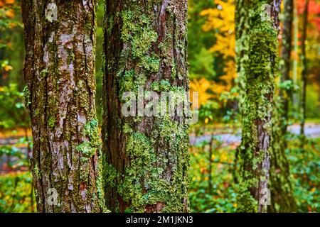 Trio di alberi in dettaglio coperto di muschio e lichene Foto Stock