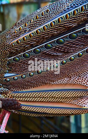 Splendidi motivi di piume in dettaglio su Great Argus Pheasant Foto Stock