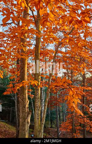 Splendidi alberi di arancio nella foresta durante la fine dell'autunno Foto Stock