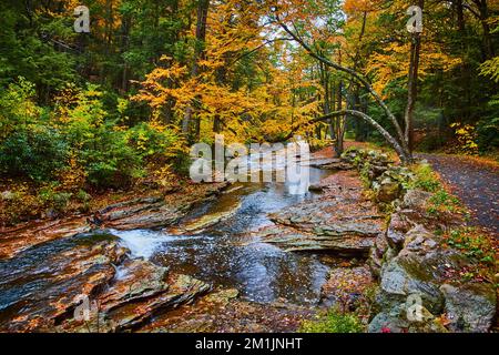 Stupendo albero giallo lievitato pende sul fiume con cascata e foglie di caduta che coprono il sentiero Foto Stock