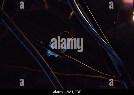 Piccolo uccello Zebra Finch in luce scura appoggiato su rami con sottili luci Foto Stock