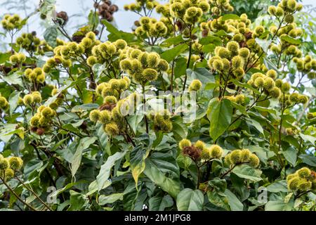 annatto seme rosso condimento arancio e colorazione alimentare derivato da acciote tree.bixa orellana è usato per fornire colore, sapore e aroma al cibo. Foto Stock