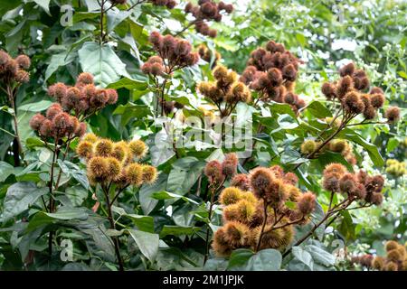 annatto seme rosso condimento arancio e colorazione alimentare derivato da acciote tree.bixa orellana è usato per fornire colore, sapore e aroma al cibo. Foto Stock