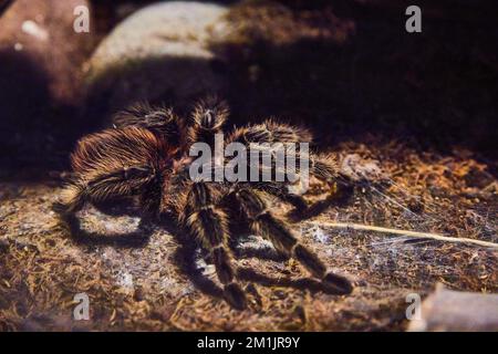 Tarantola birdeating rossa brasiliana che riposa su terra mossy Foto Stock