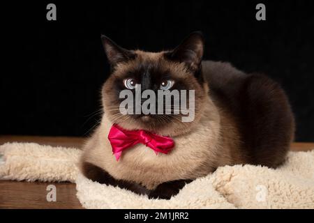 Elegante gatto siamese con un fiocco rosa glamour su sfondo nero. Foto Stock
