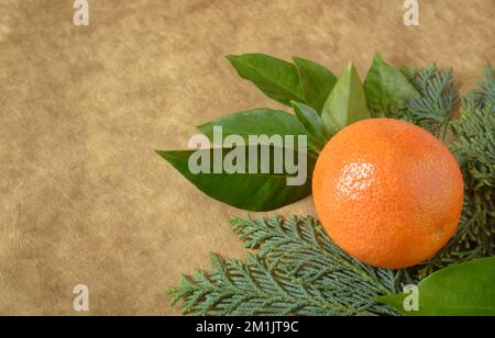 Arancione su sfondo sfocato beige scuro con un rametto di thuja Foto Stock