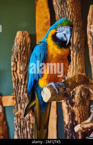Primo piano verticale di un grande uccello macaw blu e oro seduto sul ramo Foto Stock