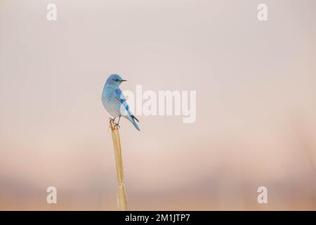 Mountain Bluebird, Bernardo Wildlife Area, New Mexico, USA. Foto Stock