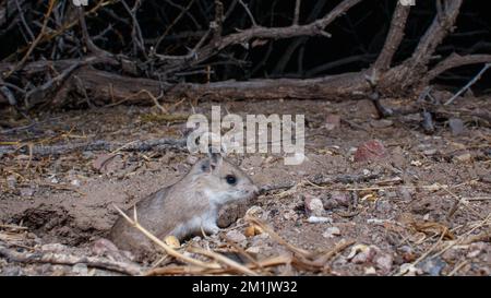 Northern Grasshopper mouse, contea di Socorro, New Mexico, Stati Uniti. Foto Stock
