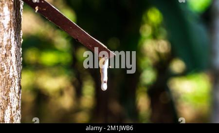 Maschiatura di alberi in gomma. Primo piano di lattice colloide appiccicoso, lattiginoso e bianco, prelevato da incisioni nella corteccia. Foto Stock