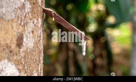 Maschiatura di alberi in gomma. Primo piano di lattice colloide appiccicoso, lattiginoso e bianco, prelevato da incisioni nella corteccia. Foto Stock