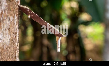 Maschiatura di alberi in gomma. Primo piano di lattice colloide appiccicoso, lattiginoso e bianco, prelevato da incisioni nella corteccia. Foto Stock