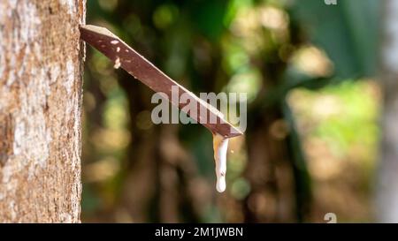 Maschiatura di alberi in gomma. Primo piano di lattice colloide appiccicoso, lattiginoso e bianco, prelevato da incisioni nella corteccia. Foto Stock