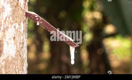 Maschiatura di alberi in gomma. Primo piano di lattice colloide appiccicoso, lattiginoso e bianco, prelevato da incisioni nella corteccia. Foto Stock