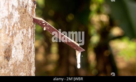 Maschiatura di alberi in gomma. Primo piano di lattice colloide appiccicoso, lattiginoso e bianco, prelevato da incisioni nella corteccia. Foto Stock