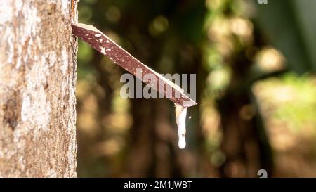 Maschiatura di alberi in gomma. Primo piano di lattice colloide appiccicoso, lattiginoso e bianco, prelevato da incisioni nella corteccia. Foto Stock