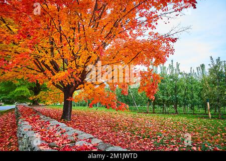 Foglie in cima fogliame coprire terreno e muro di pietra da frutteto di mele con albero coperto di foglie d'arancio Foto Stock