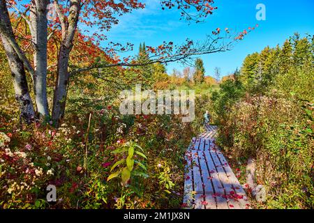 Semplice passeggiata sul lungomare in legno stretta attraverso i boschi da albero caduta foglie rosse caduta Foto Stock