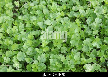 pianta di coriandolo di colore verde sul campo per la raccolta Foto Stock