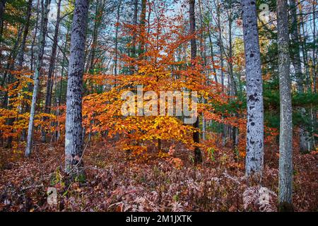 Lone aranciano in tardo autunno in mezzo alla foresta Foto Stock