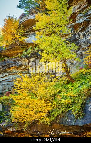 Splendidi grandi alberi gialli che cadono aggrappati alle pareti del bordo della scogliera Foto Stock