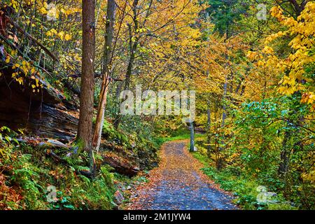 Sentiero escursionistico di picco caduta attraverso la foresta gialla colorata con rocce e foglie che coprono il sentiero Foto Stock