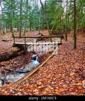 Escursioni nella foresta con piccolo torrente e passeggio ponte sopra e caduta foglie a terra Foto Stock