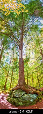 Vista panoramica verticale di uno splendido albero della foresta che cresce su un masso con radici esposte Foto Stock