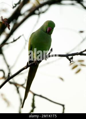 Un Parakeet selvaggio con collo ad anello arroccato in un albero di un giardino del Warwickshire Foto Stock