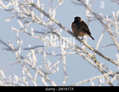 Un maschio Stonechat (Saxicola rubicola) prende il volo da un gambo di canna congelato, Norfolk Foto Stock