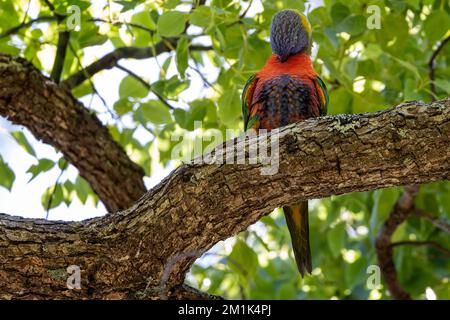 Primo piano di un colorato Rainbow Lorikeet preening su un ramo. Foto Stock