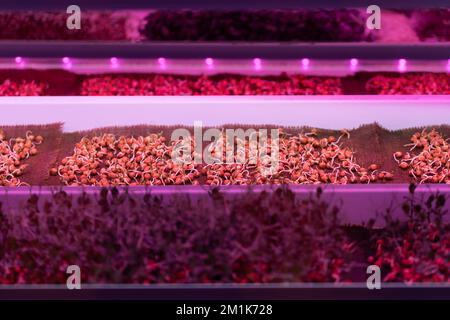 I semi di piselli germinanti senza terreno sotto LED crescono luce nel giardino idroponico Foto Stock