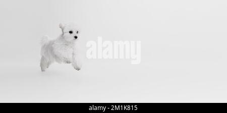 Immagine da studio di carino cane maltese bianco in posa, allegro esecuzione isolato su sfondo chiaro. Volantino Foto Stock