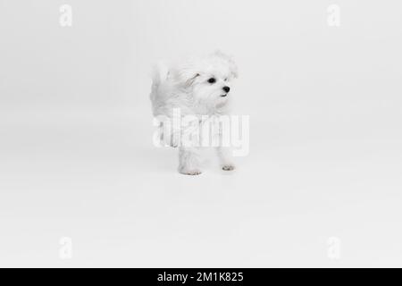 Immagine da studio di un cane maltese bianco soffice e carino che posa, corre isolato su sfondo chiaro Foto Stock