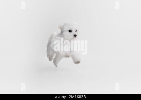 Immagine da studio di carino cane maltese bianco posa, corsa e salto isolato su sfondo chiaro Foto Stock