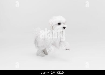 Immagine studio di un bel cane bianco maltese in posa, che corre isolato su sfondo chiaro Foto Stock