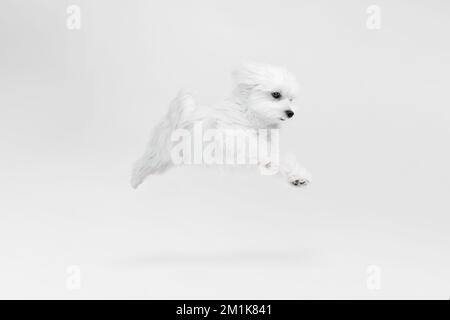Immagine da studio di un cane maltese carino, soffice e bianco che posa, corre isolato su sfondo chiaro. Attivo Foto Stock