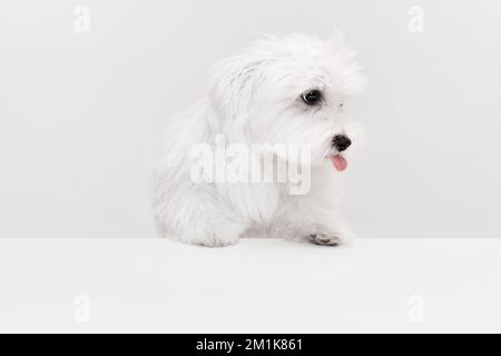 Immagine da studio di carino cane maltese bianco posato con lingua che sporge isolato su sfondo chiaro Foto Stock