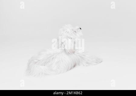 Studio, vista posteriore immagine di carino bianco Maltese cane posa, tranquillamente sdraiato isolato su sfondo chiaro Foto Stock