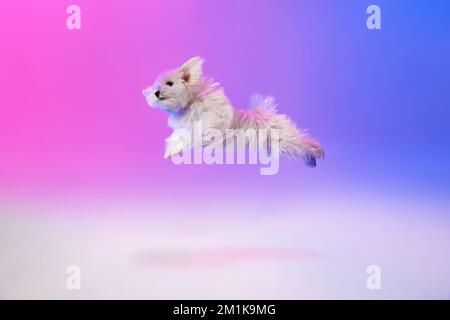 Immagine studio di un soffice cane maltese bianco che corre isolato su sfondo blu viola sfumato in luce al neon Foto Stock