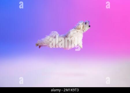 Immagine studio di un soffice cane maltese bianco che corre isolato su sfondo blu viola sfumato in luce al neon Foto Stock