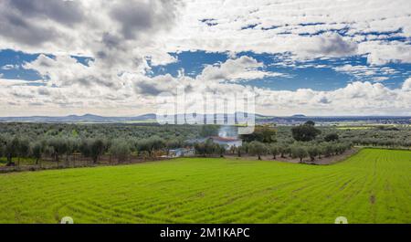 Periferia di Mirandilla, Badajoz, Estremadura, Spagna. Oliveti una panoramica del campo dei cereali Foto Stock