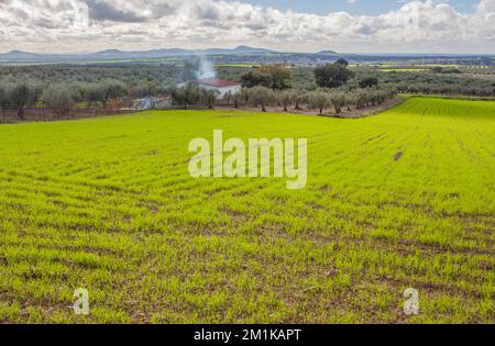 Periferia di Mirandilla, Badajoz, Estremadura, Spagna. Oliveti una panoramica del campo dei cereali Foto Stock