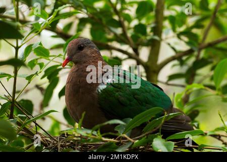 Colomba di Smeraldo comune (Calcoposy indica). In gabbia Bird Australia Foto Stock