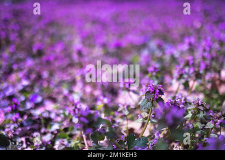 Primavera viola morto ortica fiore fiorisce pianta di erbe sfondo Foto Stock