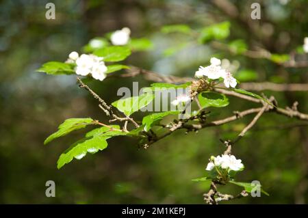 Biancospino in Flower, Queen's Wood, Highgate, Londra, Regno Unito Foto Stock