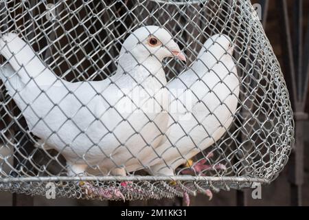 White piccioni in una gabbia Foto Stock