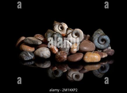 Pietre di mare, conchiglie sono isolate su uno sfondo nero. In riflessione Foto Stock