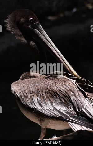 Non esclusiva: Una specie pellicana bruna vista nel suo habitat durante un programma di conservazione delle specie, lo zoo ha 1803 animali in cattività a Chapultepe Foto Stock